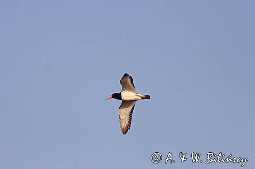 ostrygojad, Haematopus ostralegus