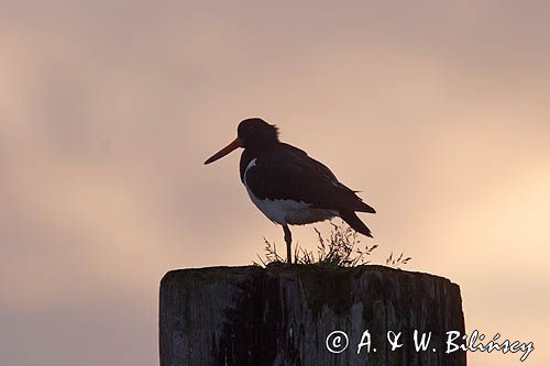 ostrygojad, Haematopus ostralegus