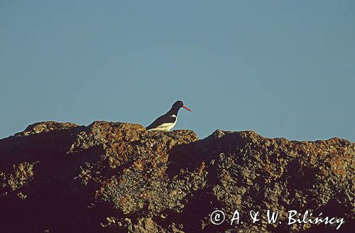 Ostrygojad Haematopus ostralegus)