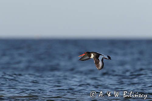 Ostrygojad zwyczajny, ostrygojad, Haematopus ostralegus