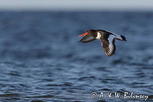 Ostrygojad zwyczajny, ostrygojad, Haematopus ostralegus