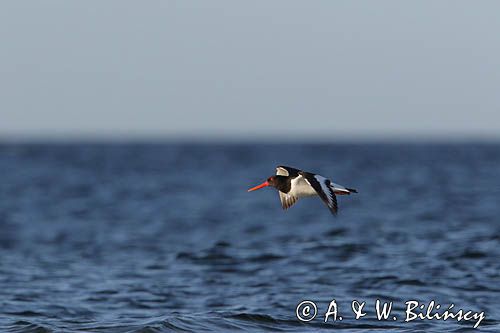 Ostrygojad zwyczajny, ostrygojad, Haematopus ostralegus