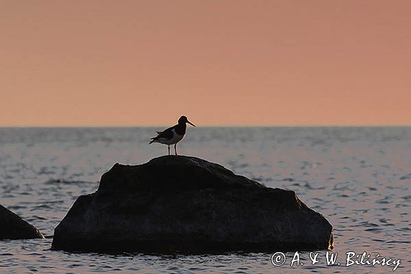 Ostrygojad zwyczajny, ostrygojad, Haematopus ostralegus