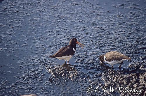 Ostrygojad, Haematopus ostralegus, w czasie żerowania