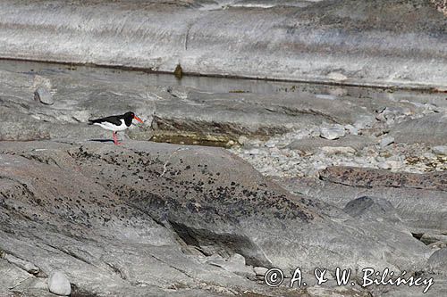 Ostrygojad zwyczajny, ostrygojad, Haematopus ostralegus