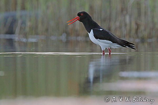 Ostrygojad zwyczajny, ostrygojad, Haematopus ostralegus