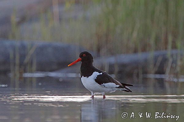 Ostrygojad zwyczajny, ostrygojad, Haematopus ostralegus