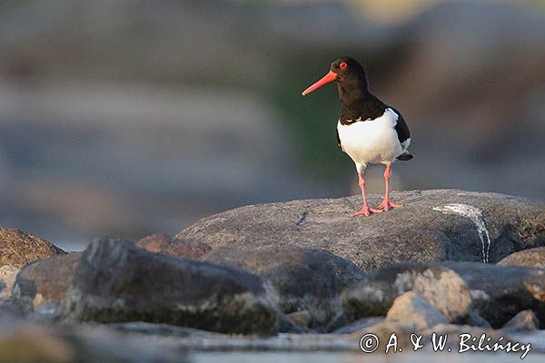 Ostrygojad zwyczajny, ostrygojad, Haematopus ostralegus