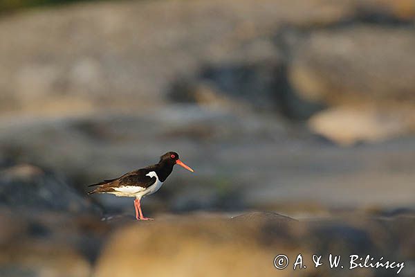 Ostrygojad zwyczajny, ostrygojad, Haematopus ostralegus