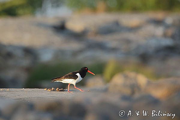 Ostrygojad zwyczajny, ostrygojad, Haematopus ostralegus