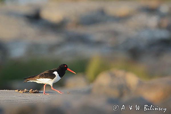 Ostrygojad zwyczajny, ostrygojad, Haematopus ostralegus