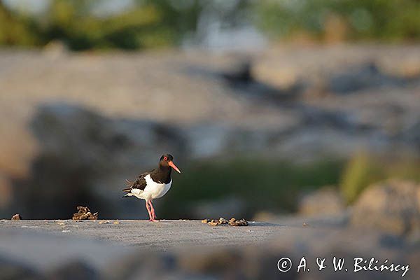 Ostrygojad zwyczajny, ostrygojad, Haematopus ostralegus