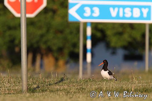 Ostrygojad zwyczajny, ostrygojad, Haematopus ostralegus, Gotlandia, Szwecja