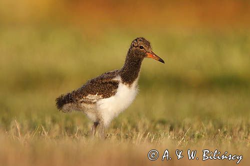 Ostrygojad zwyczajny, ostrygojad, Haematopus ostralegus, pisklę