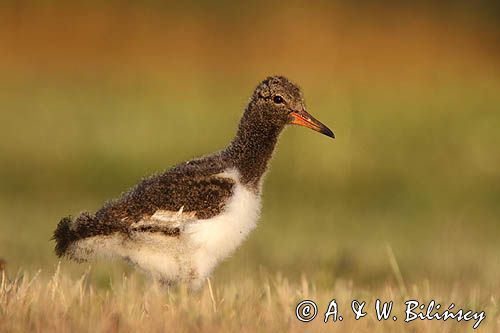 Ostrygojad zwyczajny, ostrygojad, Haematopus ostralegus, pisklę