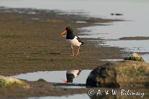 Ostrygojad zwyczajny, ostrygojad, Haematopus ostralegus, Szwecja Zachodnia, Kattegat