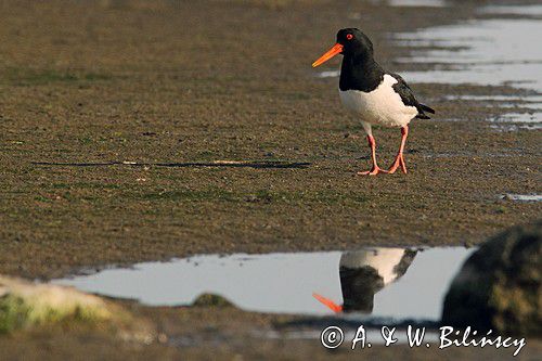 Ostrygojad zwyczajny, ostrygojad, Haematopus ostralegus, Szwecja Zachodnia, Kattegat