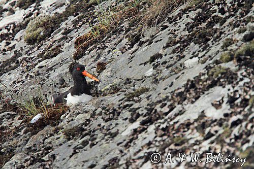 Ostrygojad zwyczajny, ostrygojad, Haematopus ostralegus, Szwecja Zachodnia, Kattegat