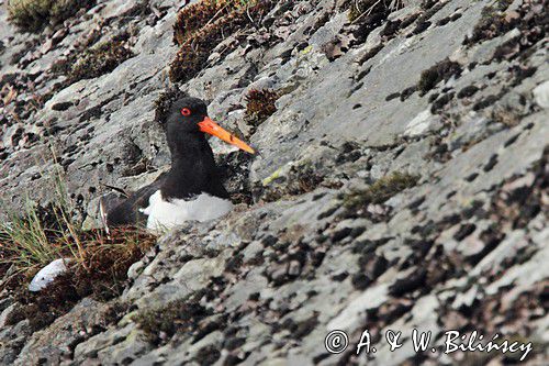 Ostrygojad zwyczajny, ostrygojad, Haematopus ostralegus, Szwecja Zachodnia, Kattegat