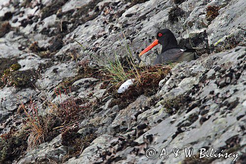 Ostrygojad zwyczajny, ostrygojad, Haematopus ostralegus, Szwecja Zachodnia, Kattegat