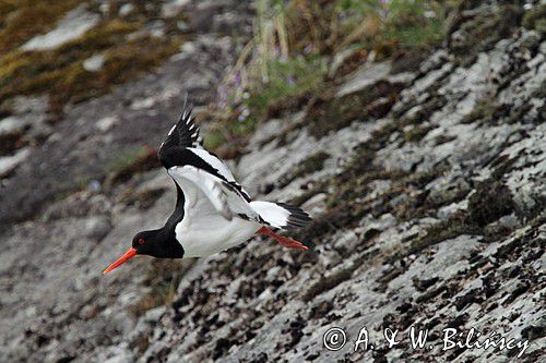 Ostrygojad zwyczajny, ostrygojad, Haematopus ostralegus, Szwecja Zachodnia, Kattegat