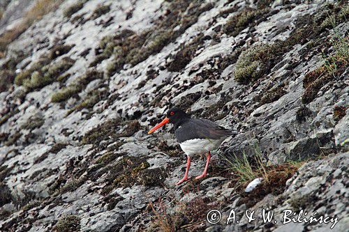 Ostrygojad zwyczajny, ostrygojad, Haematopus ostralegus, Szwecja Zachodnia, Kattegat