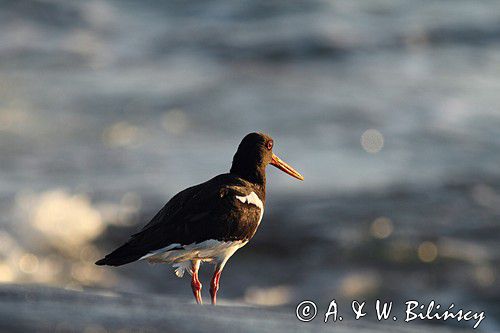 Ostrygojad zwyczajny, ostrygojad, Haematopus ostralegus, Szwecja Zachodnia, Kattegat