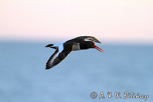 Ostrygojad zwyczajny, ostrygojad, Haematopus ostralegus, Szwecja Zachodnia, Kattegat