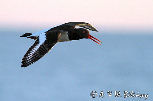 Ostrygojad zwyczajny, ostrygojad, Haematopus ostralegus, Szwecja Zachodnia, Kattegat