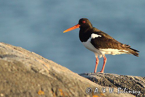 Ostrygojad zwyczajny, ostrygojad, Haematopus ostralegus, Szwecja Zachodnia, Kattegat