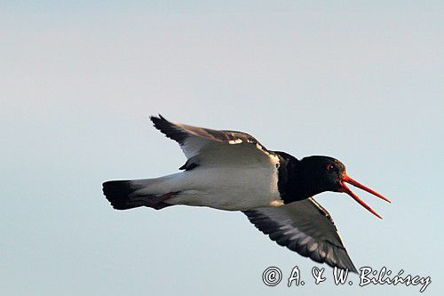 Ostrygojad zwyczajny, ostrygojad, Haematopus ostralegus