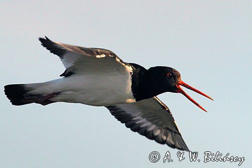 Ostrygojad zwyczajny, ostrygojad, Haematopus ostralegus