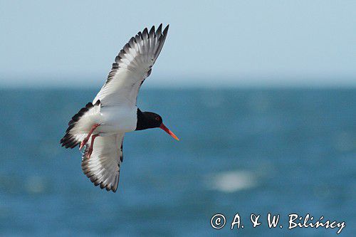 Ostrygojad zwyczajny, ostrygojad, Haematopus ostralegus, Szwecja Zachodnia, Kattegat