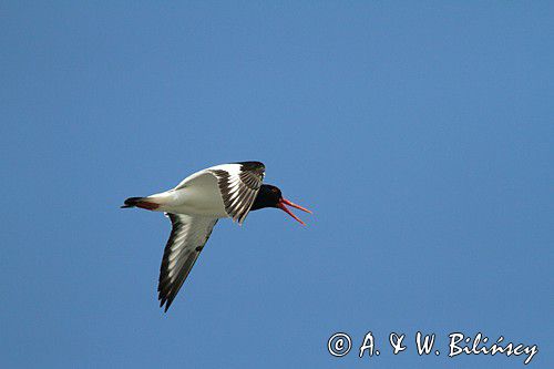 Ostrygojad zwyczajny, ostrygojad, Haematopus ostralegus