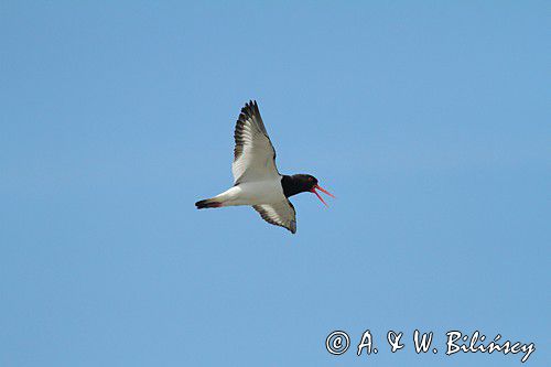 Ostrygojad zwyczajny, ostrygojad, Haematopus ostralegus