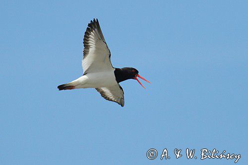 Ostrygojad zwyczajny, ostrygojad, Haematopus ostralegus