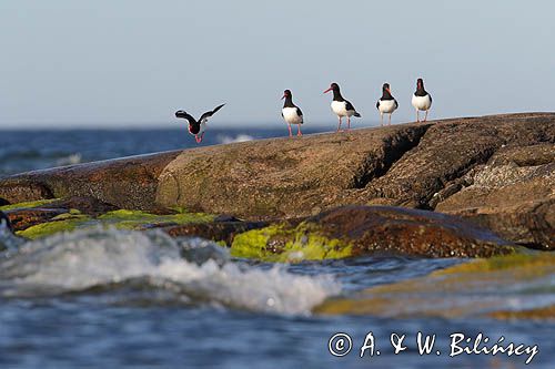 Ostrygojad zwyczajny, ostrygojad, Haematopus ostralegus