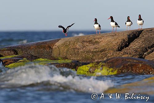 Ostrygojad zwyczajny, ostrygojad, Haematopus ostralegus