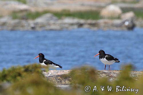 Ostrygojad zwyczajny, ostrygojad, Haematopus ostralegus, para