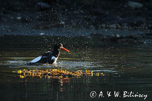 Ostrygojad zwyczajny, ostrygojad, Haematopus ostralegus, Południowa Norwegia, Skagerrak