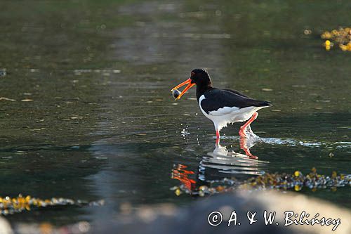 Ostrygojad zwyczajny, ostrygojad, Haematopus ostralegus, Południowa Norwegia, Skagerrak