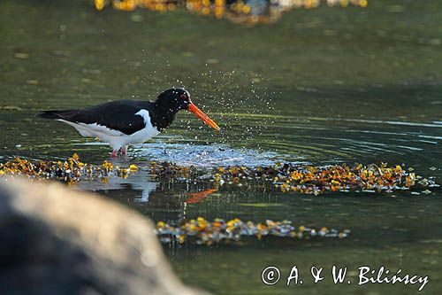 Ostrygojad zwyczajny, ostrygojad, Haematopus ostralegus, Południowa Norwegia, Skagerrak