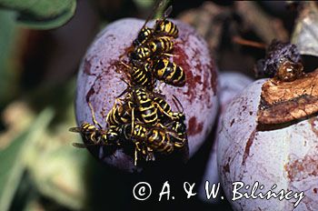 osy na śliwce Vespidae)