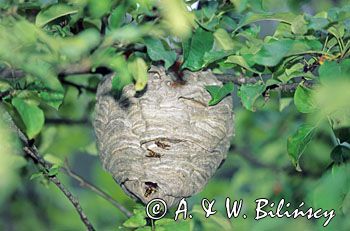 osy na gnieździe Vespidae)