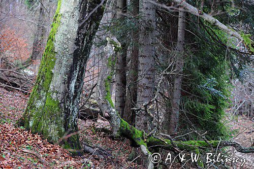 las na Otrycie, Bieszczady