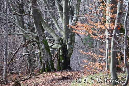 las na Otrycie, Bieszczady