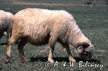 owca baran