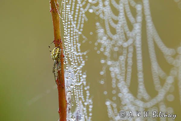 pająk tygrzyk paskowany, Argiope bruennichi