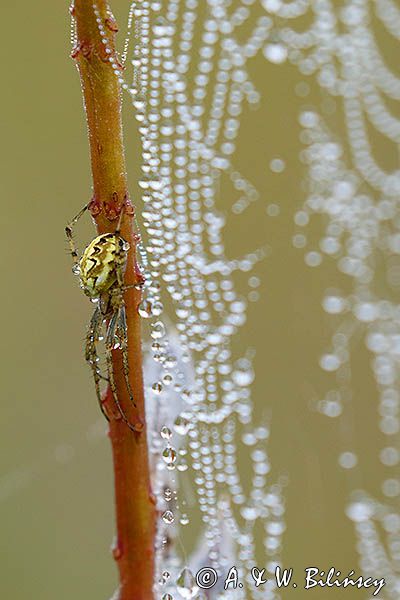 pająk tygrzyk paskowany, Argiope bruennichi