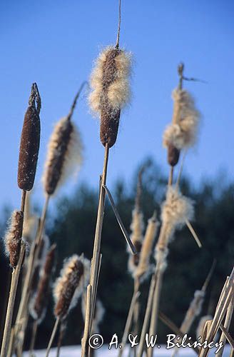 pałka wodna szerokolistna Typha latifolia)